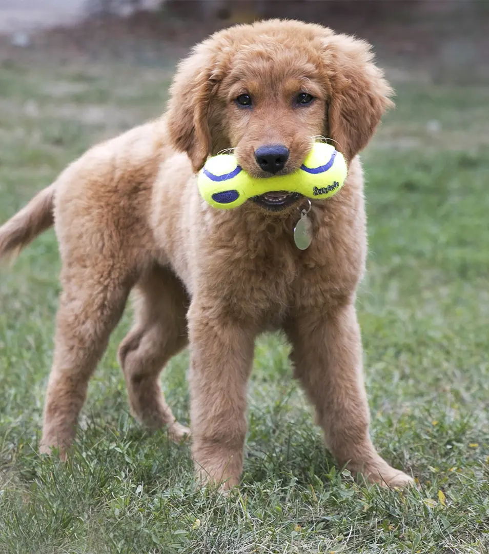 Hračka Kong Dog Airdog Činka s pískatkom tenis, guma vulkanizovaná, M