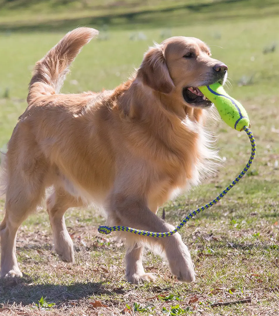 Hračka Kong Dog Airdog Tyč s lanom, aportovacia, pískacia tenis, guma vulkanizovaná, M