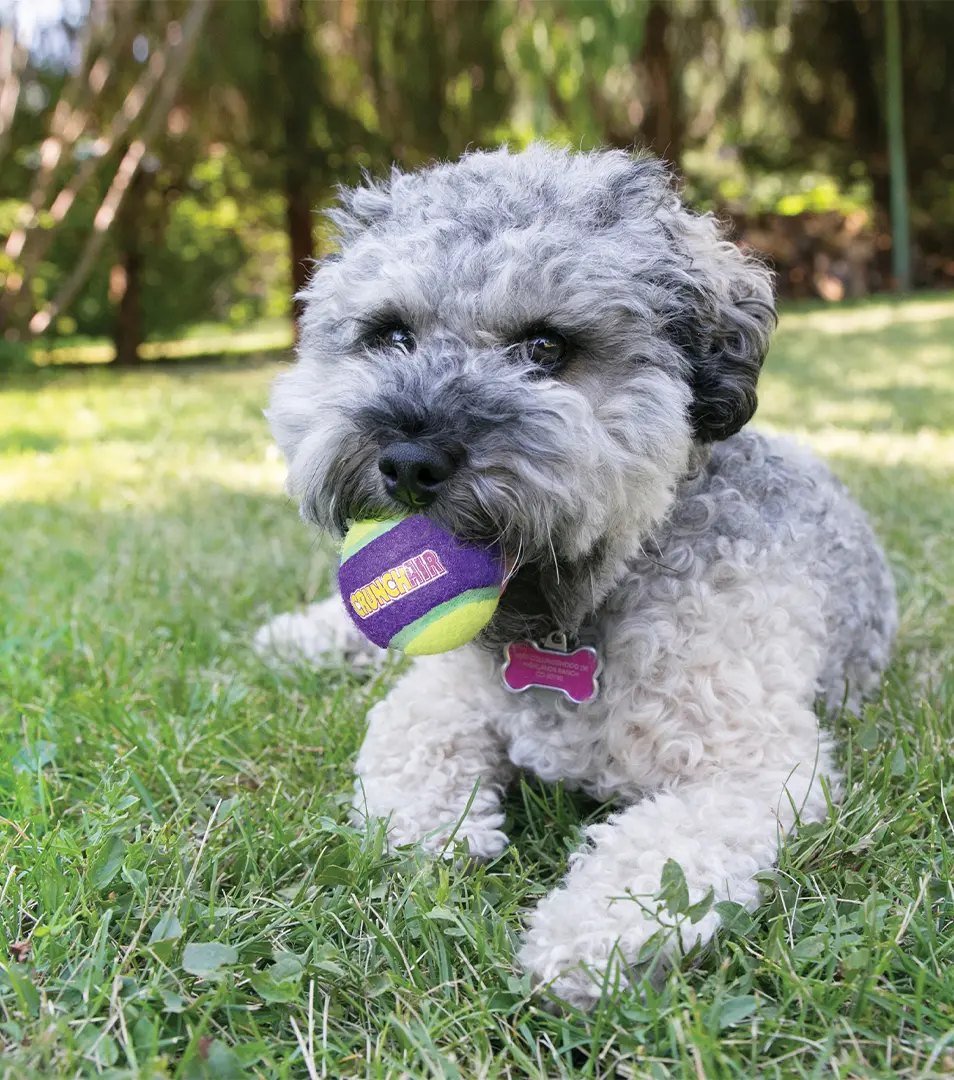 Hračka Kong Dog CrunchAir lopta, guma prírodná M (3ks/bal.)