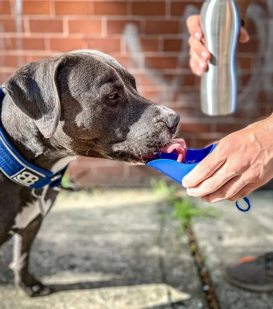 Fľaša na vodu nerezová pre psa, zelená KONG H2O (740ml/25oz) Stainless Steel Bottle Green