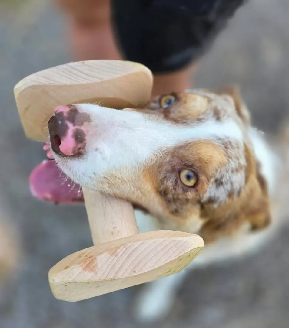 BAFPET Aportovacia činka, drevená Farba: Prírodná, Rozmer: 1000g 09066