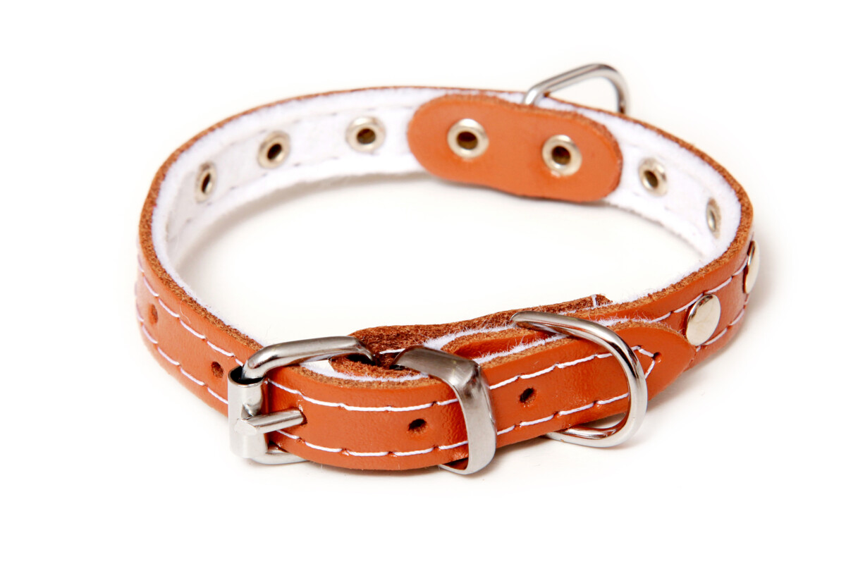 BAFPET Kožený obojek podšitý, zdobený nýty Barva: Červená, Rozměr: 12mm x 30cm /21-27/ 01110