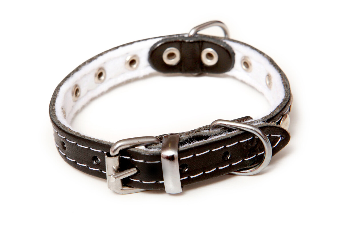 BAFPET Kožený obojek podšitý, zdobený nýty Barva: Přírodní, Rozměr: 16mm x 45cm /36-42/ 01113