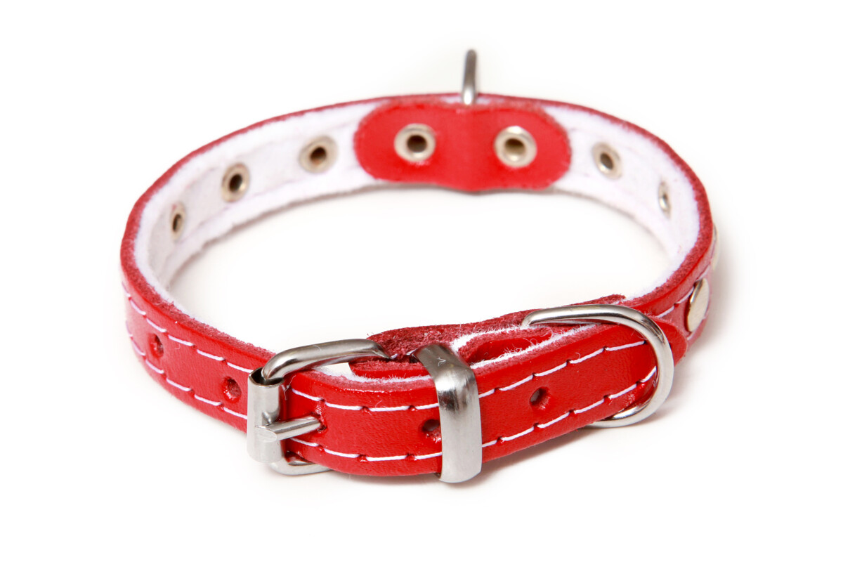 BAFPET Kožený obojek podšitý, zdobený nýty Barva: Přírodní, Rozměr: 16mm x 45cm /36-42/ 01113