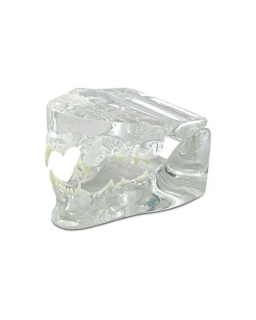 Model čeľuste - mačka, transparentný